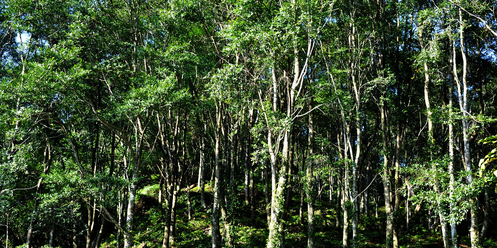 森林暨自然資源學系